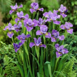 Purple Siberian Iris Roots - Low-Maintenance Blue Moon Perennial Bulbs
