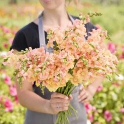 Chantilly Light Salmon Snapdragon Seeds - Ruffled Garden Flowers