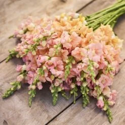 Chantilly Light Salmon Snapdragon Seeds - Ruffled Garden Flowers 5 Chantilly Light Salmon Snapdragon Seeds - Ruffled Garden Flowers -Eden Brothers Shop snapdragon chantillly light salmon mac 3