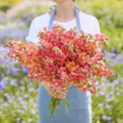 Chantilly Bronze Snapdragon Seeds: Elegant Open-Faced Blooms for Cut Gardens