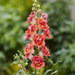 DoubleShot Orange Bicolor Snapdragon Seeds - Award-Winning Double Blooms