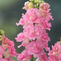 Legend Double Pink Snapdragon Seeds - Lush Double Blooms for Gardens