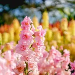 Legend Double Pink Snapdragon Seeds - Lush Double Blooms for Gardens -Eden Brothers Shop snapdragon legend double pink shk 3