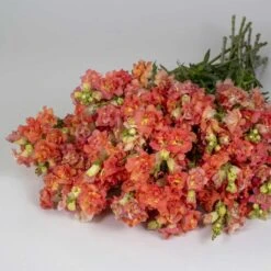 Madame Butterfly Bronze White Snapdragon Seeds - F1 Hybrid Double Flower -Eden Brothers Shop snapdragon madame butterfly bronze white bal 2