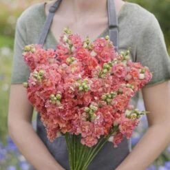 Madame Butterfly Bronze White Snapdragon Seeds - F1 Hybrid Double Flower