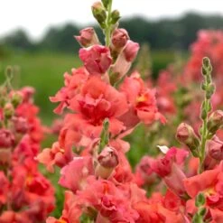 Madame Butterfly Bronze Cherry Snapdragon Seeds - Double Azalea-Type Blooms