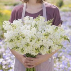 Madame Butterfly Ivory Snapdragon Seeds - Double Azalea-Type Blooms