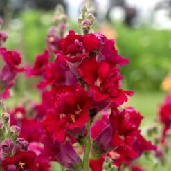 Madame Butterfly Red Snapdragon Seeds - Fragrant Double Azalea Blooms -Eden Brothers Shop snapdragon madame butterfly red bal 1