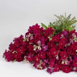 Madame Butterfly Red Snapdragon Seeds - Fragrant Double Azalea Blooms -Eden Brothers Shop snapdragon madame butterfly red bal 3