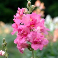 Madame Butterfly Rose Snapdragon Seeds: Award-Winning Double Blooms 6 Madame Butterfly Rose Snapdragon Seeds: Award-Winning Double Blooms -Eden Brothers Shop snapdragon madame butterfly rose bal 1
