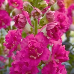 Madame Butterfly Rose Snapdragon Seeds: Award-Winning Double Blooms 7 Madame Butterfly Rose Snapdragon Seeds: Award-Winning Double Blooms -Eden Brothers Shop snapdragon madame butterfly rose bal 2