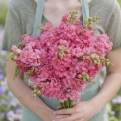 Madame Butterfly Rose Snapdragon Seeds: Award-Winning Double Blooms