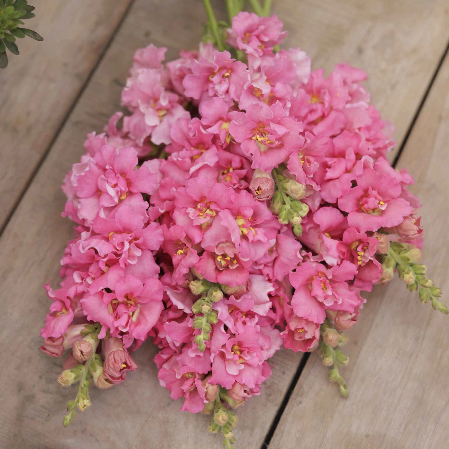 Madame Butterfly Rose Snapdragon Seeds: Award-Winning Double Blooms 2 Madame Butterfly Rose Snapdragon Seeds: Award-Winning Double Blooms - Image 2