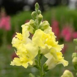 Madame Butterfly Yellow Snapdragon Seeds - Double Bloom Cottage Garden Flowers
