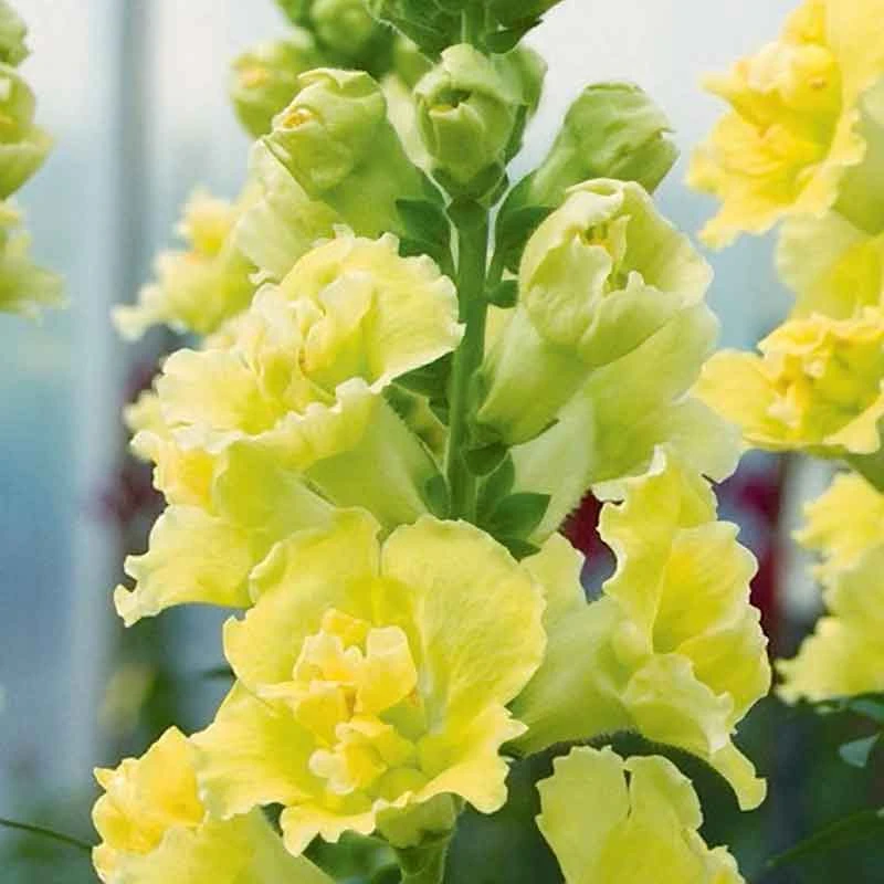 Madame Butterfly Yellow Snapdragon Seeds - Double Bloom Cottage Garden Flowers 2 Madame Butterfly Yellow Snapdragon Seeds - Double Bloom Cottage Garden Flowers - Image 2