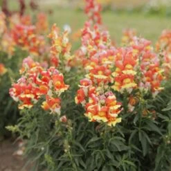 Rembrandt Snapdragon Seeds - Vibrant Orange & Pink Cutting Garden Flowers