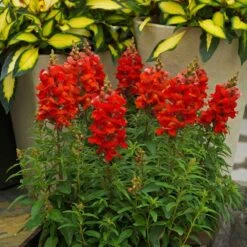 Sonnet Orange Scarlet Snapdragon Seeds - Vibrant 2-Foot Garden Flowers