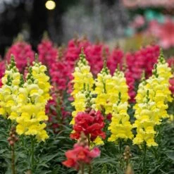 Sonnet Yellow Snapdragon Seeds - Vibrant Golden Garden Flowers