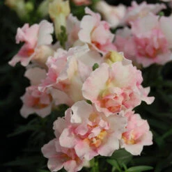 Twinny Appleblossom Snapdragon Seeds: Compact Double-Bloom Annual Flowers -Eden Brothers Shop snapdragon twinny appleblossom bas 1