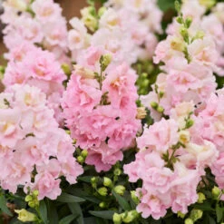 Twinny Appleblossom Snapdragon Seeds: Compact Double-Bloom Annual Flowers -Eden Brothers Shop snapdragon twinny appleblossom hen 2