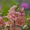 Twinny Peach F1 Snapdragon Seeds - Unique Double Bloom Dwarf Annual