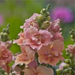 Twinny Peach F1 Snapdragon Seeds - Unique Double Bloom Dwarf Annual