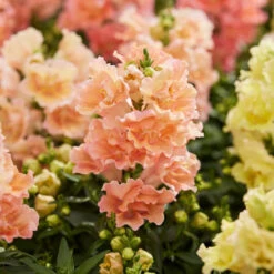 Twinny Peach F1 Snapdragon Seeds - Unique Double Bloom Dwarf Annual -Eden Brothers Shop snapdragon twinny peach f1 hen 4