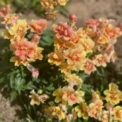 Twinny Peach F1 Snapdragon Seeds - Unique Double Bloom Dwarf Annual -Eden Brothers Shop snapdragon twinny peach shk 5
