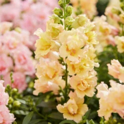 Twinny Yellow Shades Snapdragon Seeds - Vibrant Double Butterfly Blooms