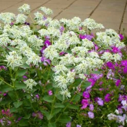 Snow on the Mountain Flower Seeds - Drought-Tolerant Euphorbia Marginata