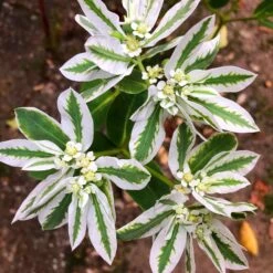 Snow on the Mountain Flower Seeds - Drought-Tolerant Euphorbia Marginata -Eden Brothers Shop snow on the mountain shk 3