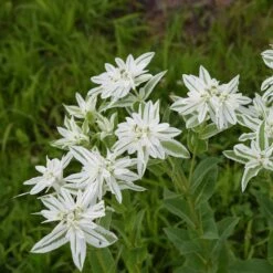 Snow on the Mountain Flower Seeds - Drought-Tolerant Euphorbia Marginata -Eden Brothers Shop snow on the mountain shk 4