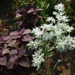 Snow on the Mountain Flower Seeds - Drought-Tolerant Euphorbia Marginata -Eden Brothers Shop snow on the mountain shk 5