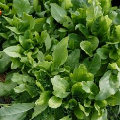 Sorrel Seeds 5 Sorrel Seeds -Eden Brothers Shop sorrel shk 4