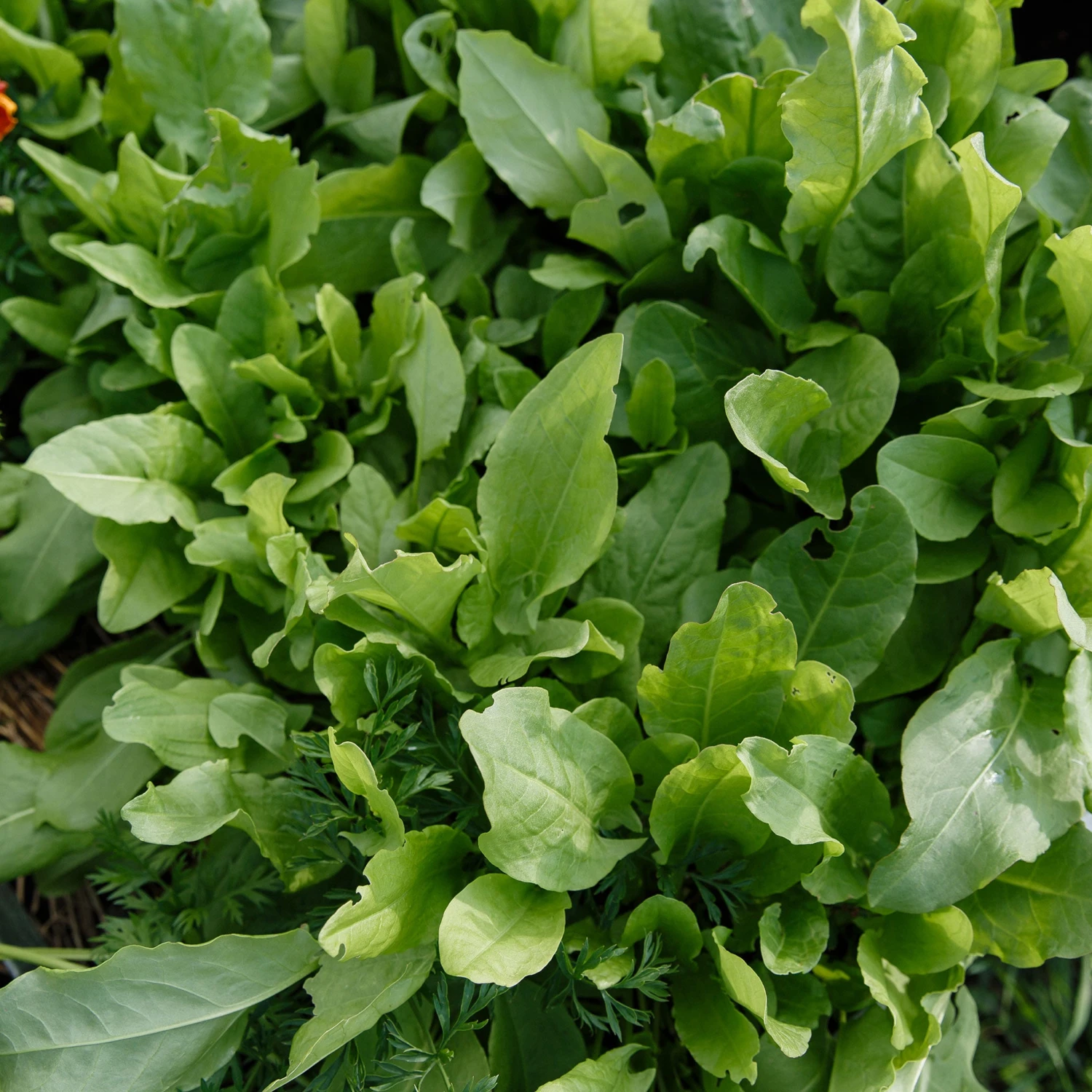 Sorrel Seeds 3 Sorrel Seeds - Image 3