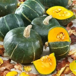 Burgess Buttercup Winter Squash Seeds - Heirloom Vegetable Seeds