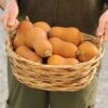 Butterbaby Winter Squash Seeds - High-Yield Compact Semi-Bush Variety