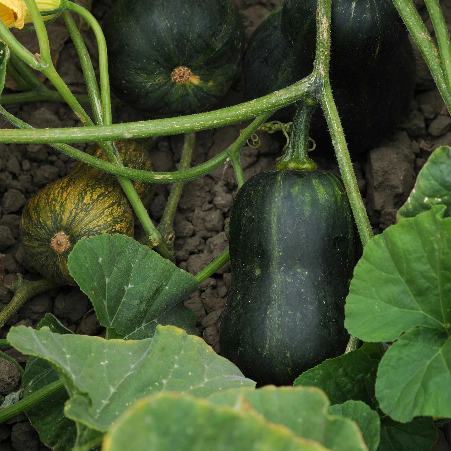 Butterbaby Winter Squash Seeds - High-Yield Compact Semi-Bush Variety 2 Butterbaby Winter Squash Seeds - High-Yield Compact Semi-Bush Variety - Image 2