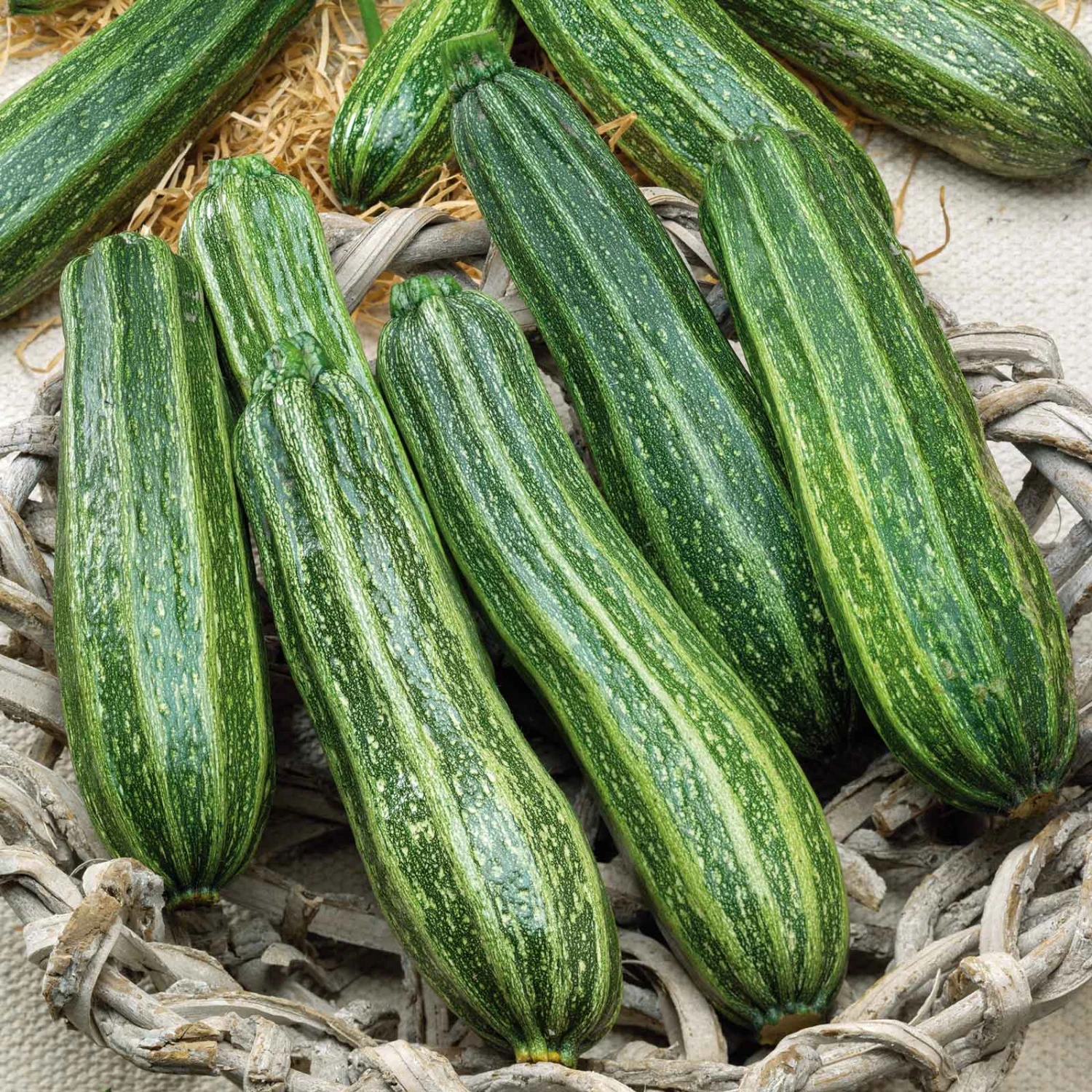 Heirloom Cocozelle Zucchini Seeds - High-Yield Italian Summer Squash 1 Heirloom Cocozelle Zucchini Seeds - High-Yield Italian Summer Squash