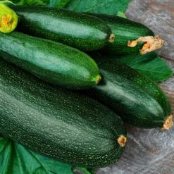 Dark Green Zucchini Seeds - Prolific Heirloom Summer Squash