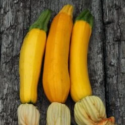 Golden Zucchini Summer Squash Seeds - High-Yield Heirloom Variety