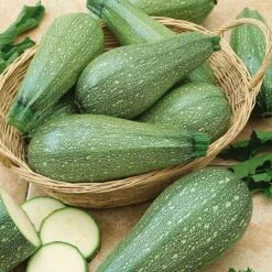 Grey Zucchini Summer Squash Seeds - High-Yield Heat Resistant Variety