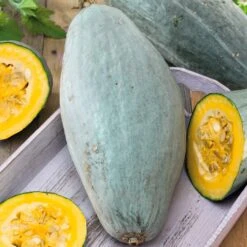 Guatemalan Blue Winter Squash Seeds - Heirloom Vegetable Gardening
