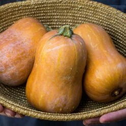 Squash Seeds (Winter) - Honeynut