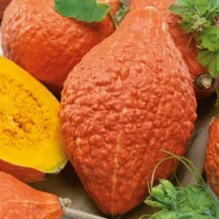 Golden Hubbard Winter Squash Seeds - Heirloom Giant Variety