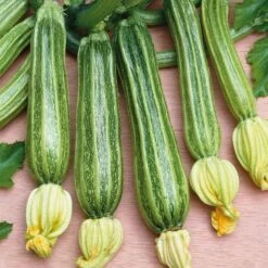 Romanesco Summer Squash Seeds - Italian Heirloom Costata Variety