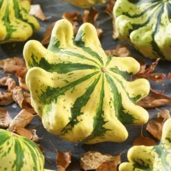 French Heirloom Scallop Panache Jaune Et Vert Squash Seeds