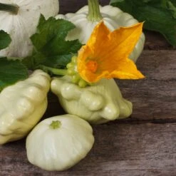 Heirloom Scallop Summer Squash Seeds - Patty Pan Garden Variety