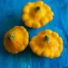 Yellow Scallop Bush Squash Seeds - Heirloom Summer Patty Pan