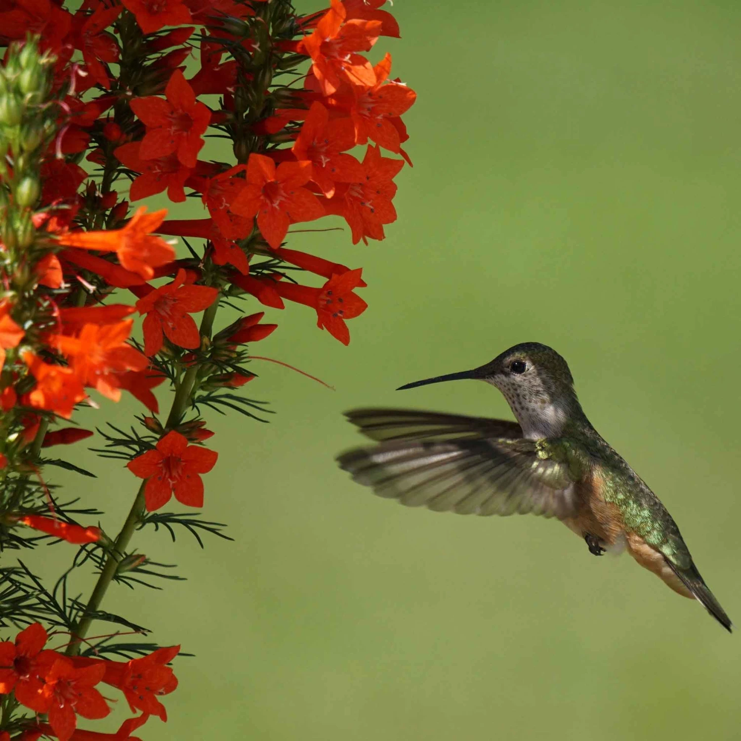 Standing Cypress Seeds 2 Standing Cypress Seeds - Image 2